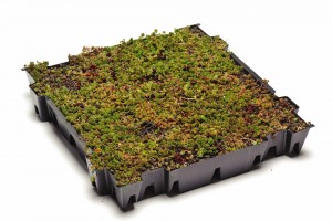 Jongkind sedum tray